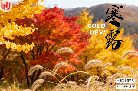 Cold Dew Special Sale on the 095009-8110 Injection Repair Kit